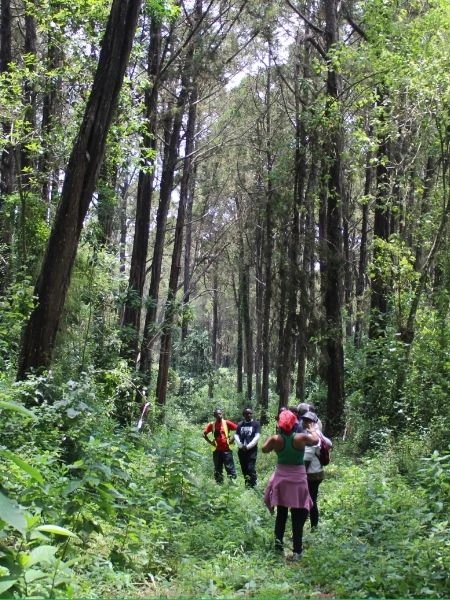 Ngubi Forest