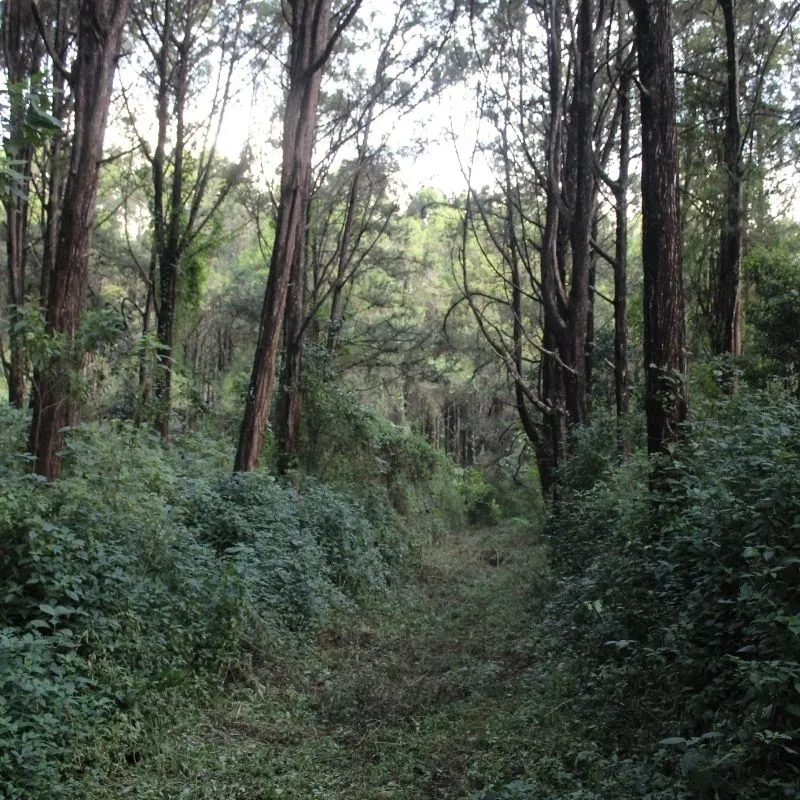 Ngubi Trails