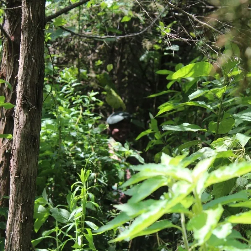 Kenya Forest Service (KFS)
