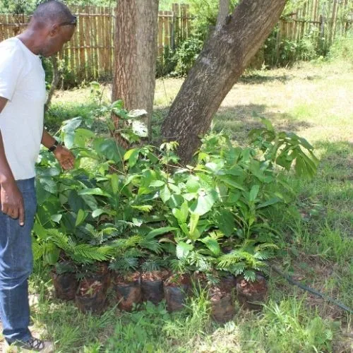 Kijabe Forest Trust