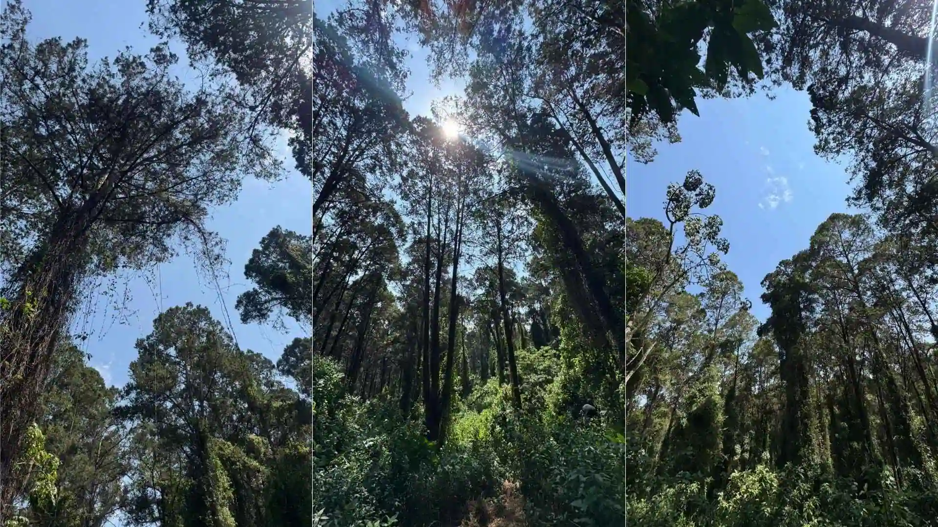 Ngubi Forest Camp