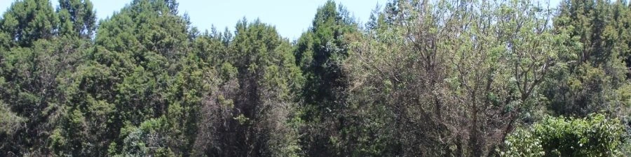 Ngubi Forest Scenery
